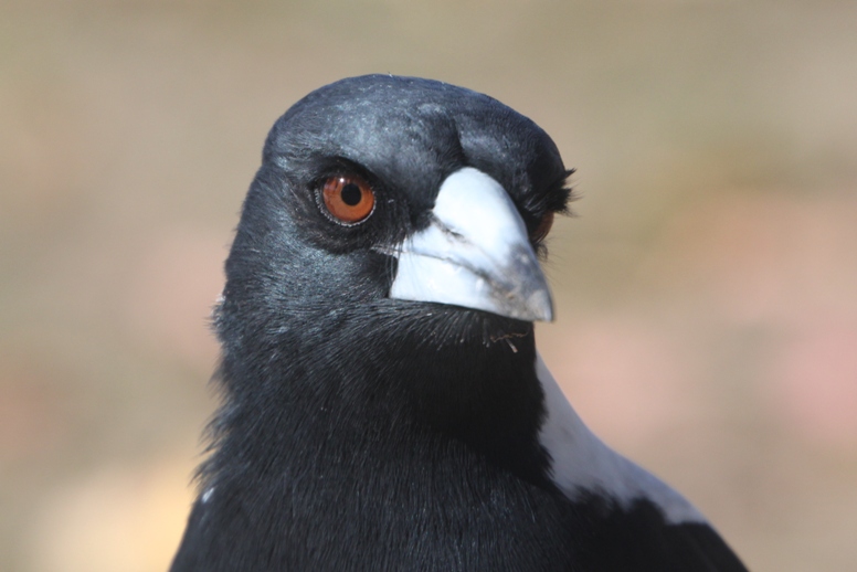 Tasmanian magpie